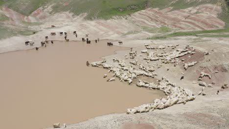 toma aérea de un rebaño de ovejas y algunas vacas bebiendo agua de un estanque