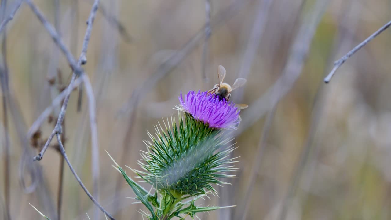Bees eating from purple flower