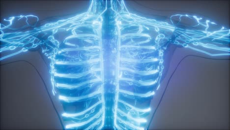 vasos sanguíneos del cuerpo humano