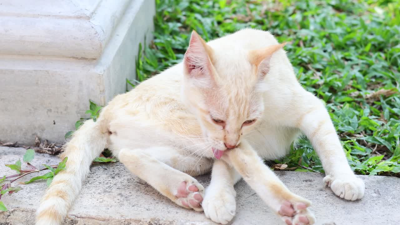 A cat licks and cleans its fur outside
