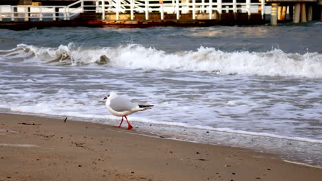 Gaviotas-En-La-Playa-De-Arena-Del-Mar-Báltico,-Gdansk,-Polonia