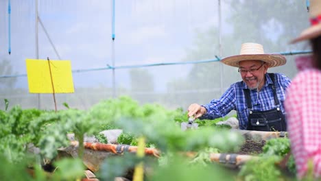 farmer checking fresh organic vegetable in hydroponic smart farm, produce harvest vegetable  agriculture with business, healthy clean food concept.