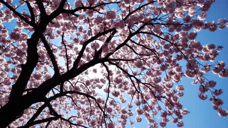 cherry blossoms against blue sky