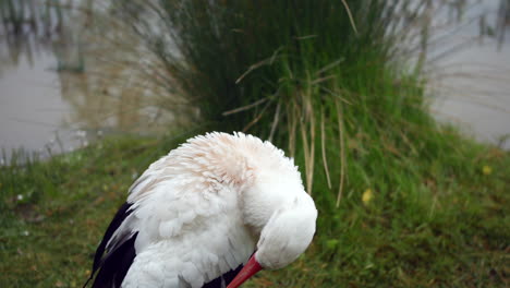 Cigüeña-En-La-Orilla-De-Un-Río-De-Cerca