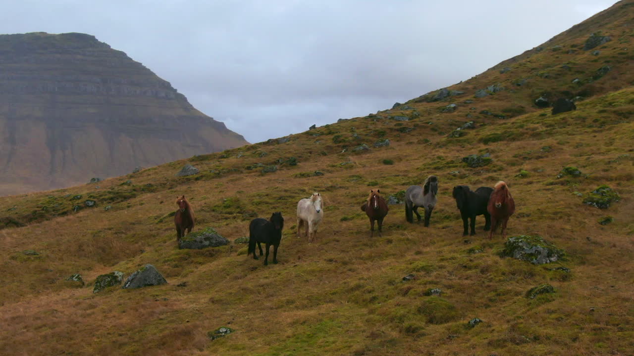 caballos salvajes pastando en una ladera con montañas en el fondo en islandia kirkjufell montaña cerca de grundarfjordour