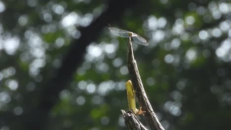 dragonfly and lizard - hunt - relaxing