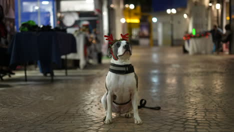 american pit bull terrier on indoor sidewalk with christmas horns