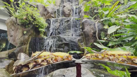 primer plano de mariposas sentadas en la piedra frente a una cascada durante el día