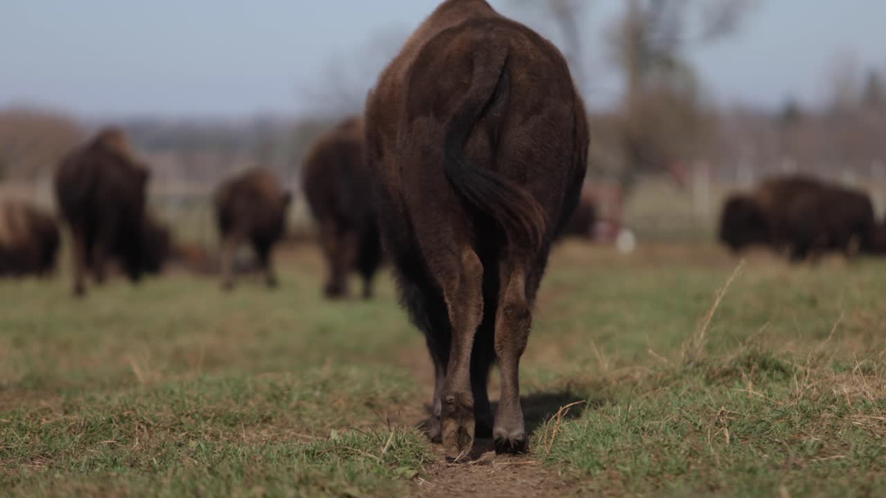 bisonte che cammina lungo il sentiero agitando la coda slomo