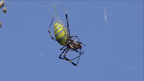 거대한 trichonephila clavata joro 거미는 한국의 푸른 하늘 위로 거미줄에서 희생자를 죽입니다. 매크로