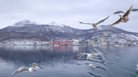 boat trip on the lake in hokkaido, people feeding the seagulls