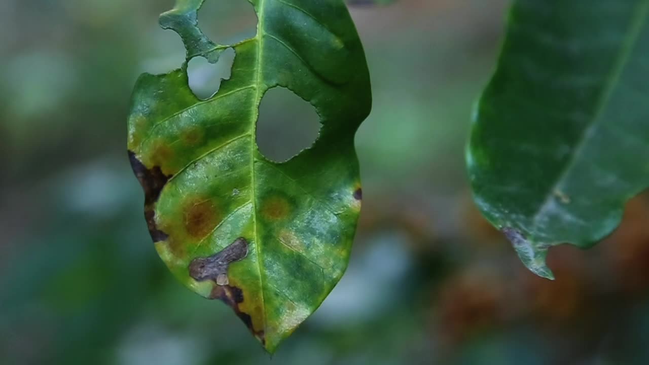 bitten leaf in garden