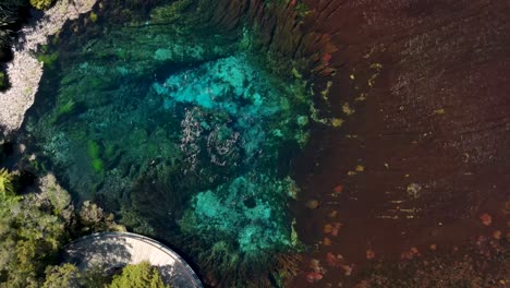 manantiales de teikoropupu - agua burbujeante, fresca y azul clara de manantiales de pupu en la bahía dorada, nueva zelanda