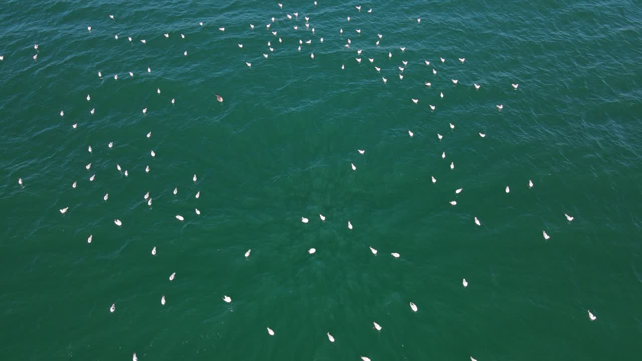 grupo de gaviotas flotando y esperando pescar en el mar azul profundo