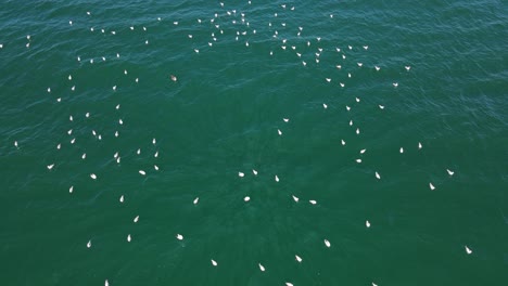 group of seagulls floating and waiting to catch fish in the deep blue sea