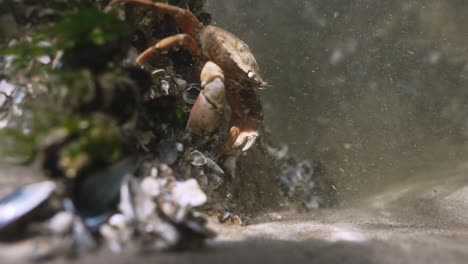 north sea crab hiding on an artificial reef