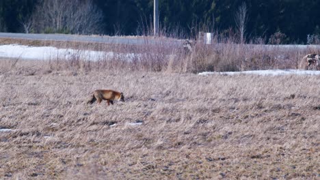 Rotfuchs-Am-Frühen-Frühlingsmorgen-Zu-Fuß-Auf-Trockenrasenwiese