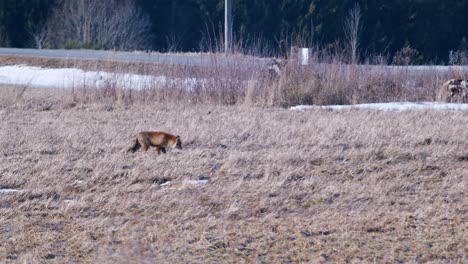 red fox in early spring morning walking on dry grass meadow