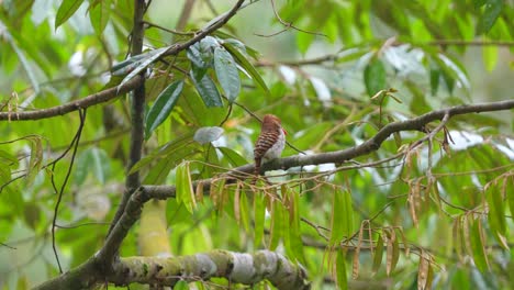 pescador de bandas posado en el árbol