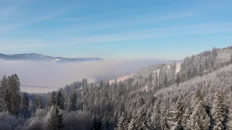 Stunning-flight-through-snowed-in-tree-tops-in-winter-landscape-during-clear-weather