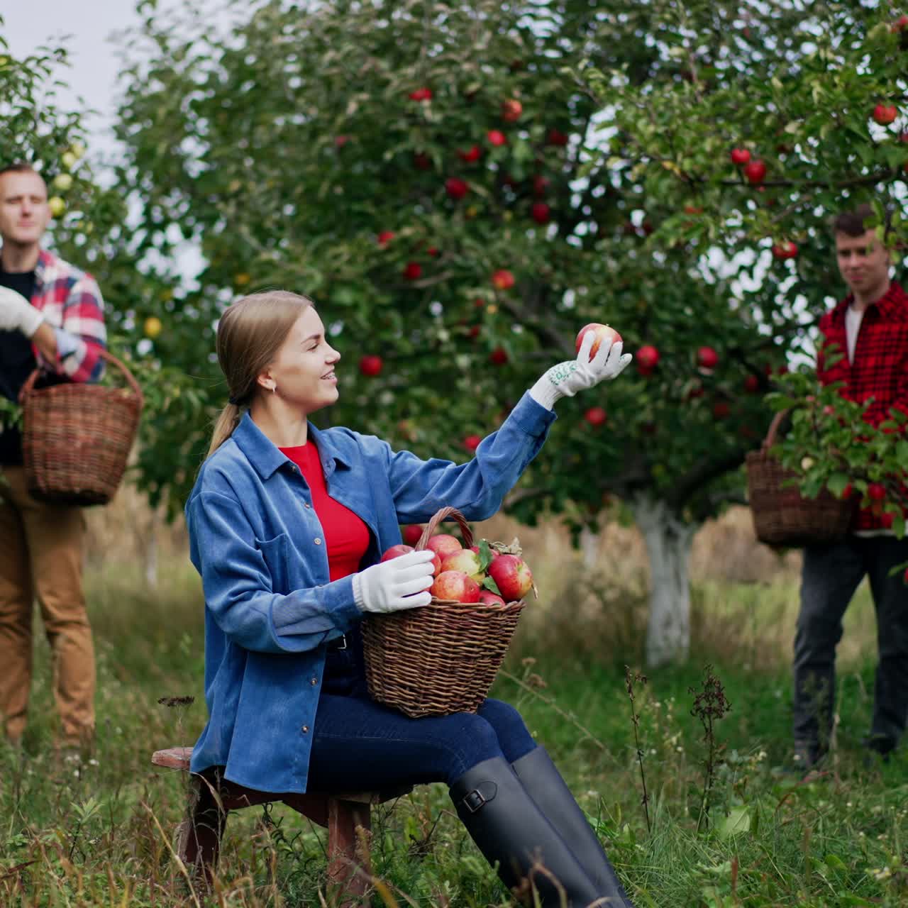 Blonde Caucasian lady sitting on a stool in the garden holding a full basket of red apples. Woman looking at fruit happy about the harvest. Men working picking apples at backdrop