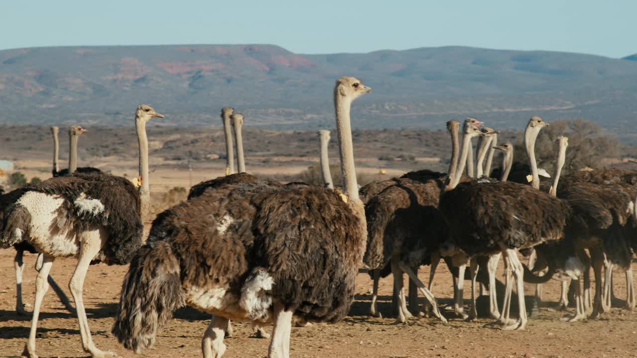 Group of ostrich walking past and looking around with scenic African background