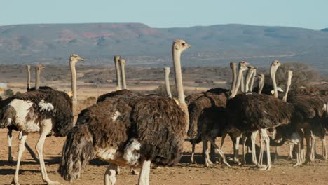 group of ostrich walking past and looking around with scenic african background