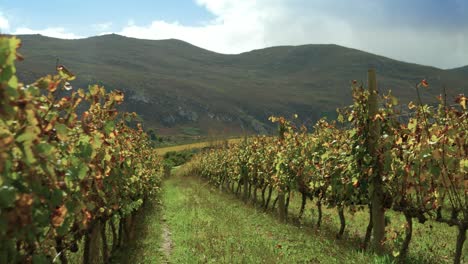 slow pan of beautiful vineyard row with mountain in distance