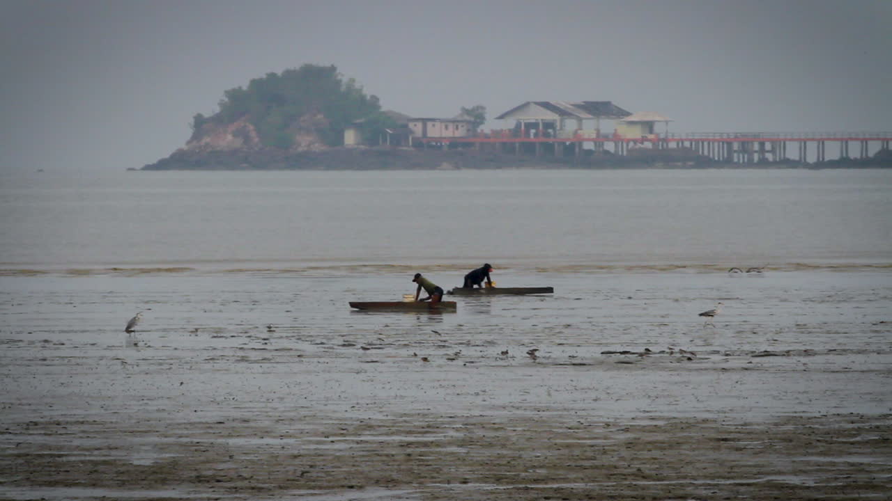 썰물 때 진흙탕 해변에 사람과 새가 공존하며 나무 활공 판자에서 조개를 수집합니다.