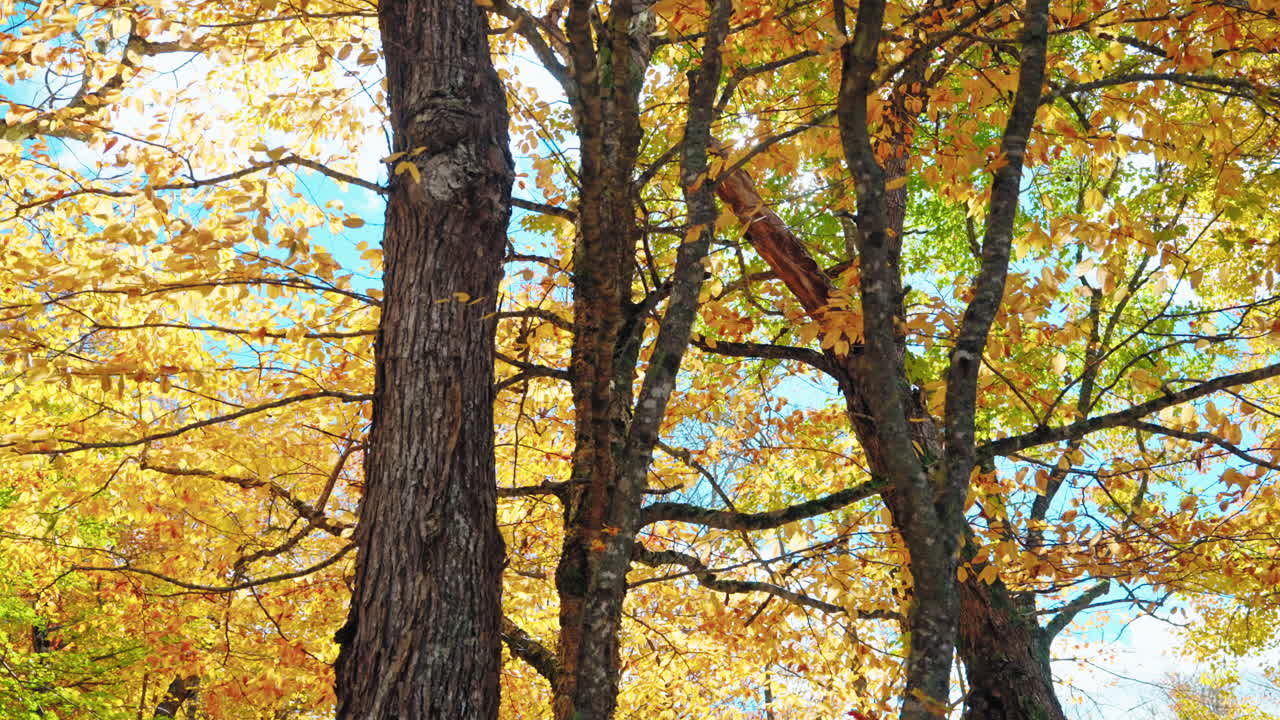 Colorful autumn tree foliage in the forest. Sun rays coming through the leaves.