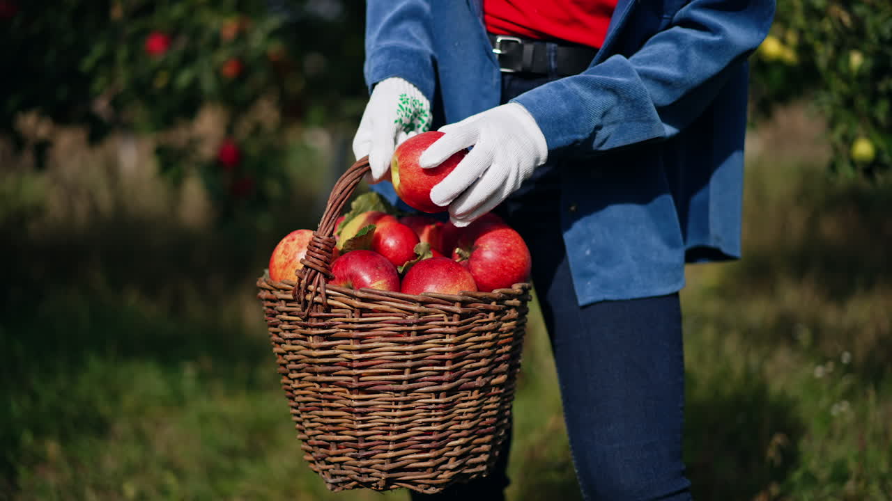 Woman Picking Apples in an Orchard