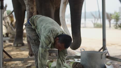 elephant caretaker feeding an elephant
