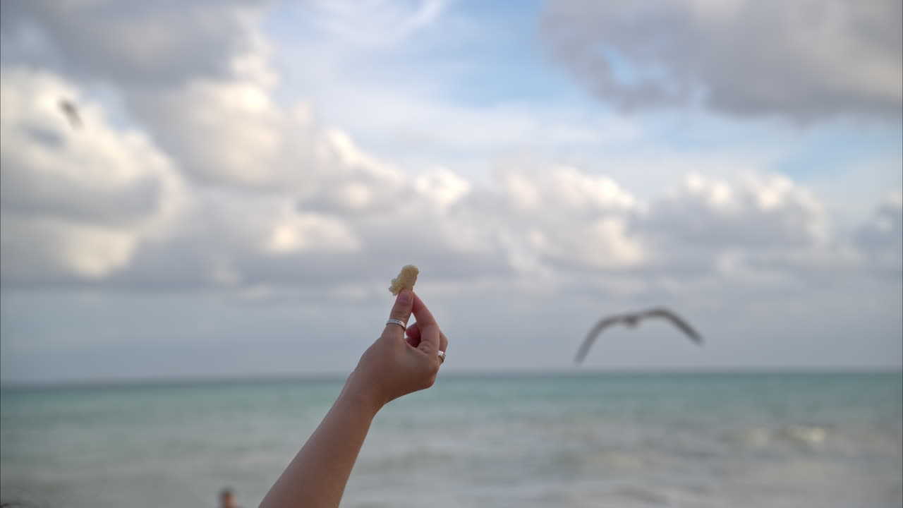 movimiento lento cerca de una mano femenina levantada con un pedazo de pan tratando de alimentar a las gaviotas en el aire