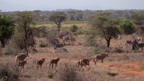 gemsbok oryx gazella en un parque nacional en kenia