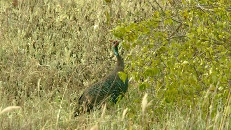 guinea fowl bird pecking food on tree in tsavo west national park in kenya