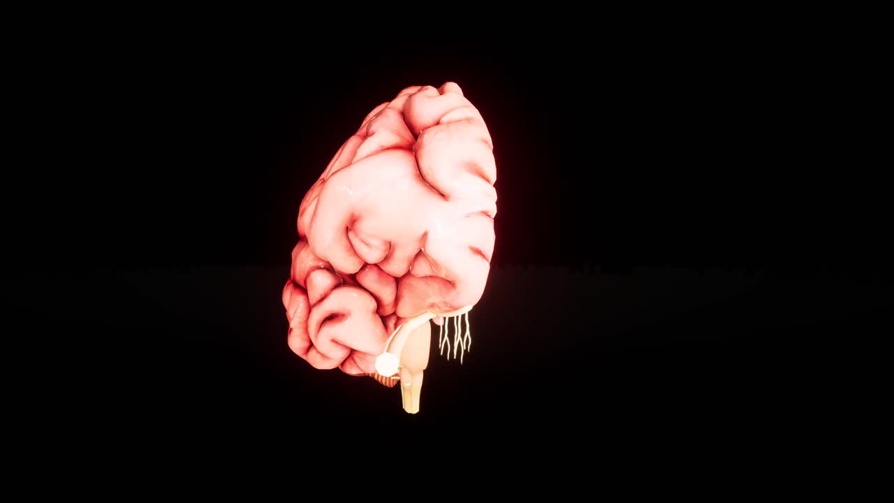 인간 뇌 해부학 모델 3d: 뇌 화면에서 반이는 뇌, 회전, 인간 뇌, 3d 애니메이션, 4k 영상