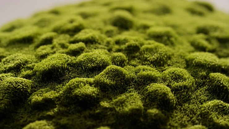 Close-up of Green Moss-like Texture
