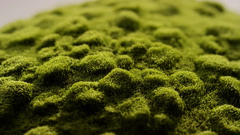 close-up of green moss-like texture