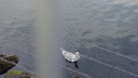 Seagull-swimming-in-ocean-near-rocks-in-slow-motion