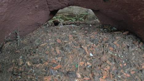 Front-close-up-view-of-walking-Tarantula