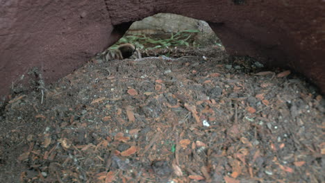 front close up view of walking tarantula