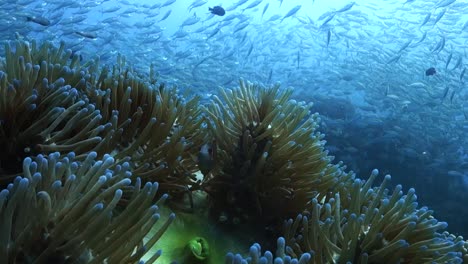 pink skunk clownfish hides inside thick carpet of anemones, coral reef