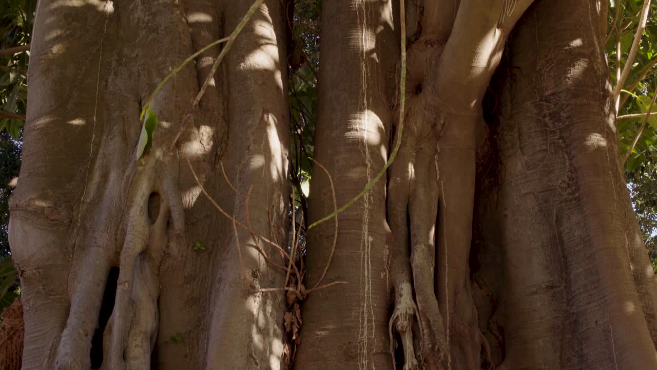 Trunk of an old and big fig tree with a beautiful sunlight