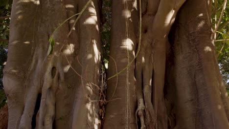 trunk of an old and big fig tree with a beautiful sunlight