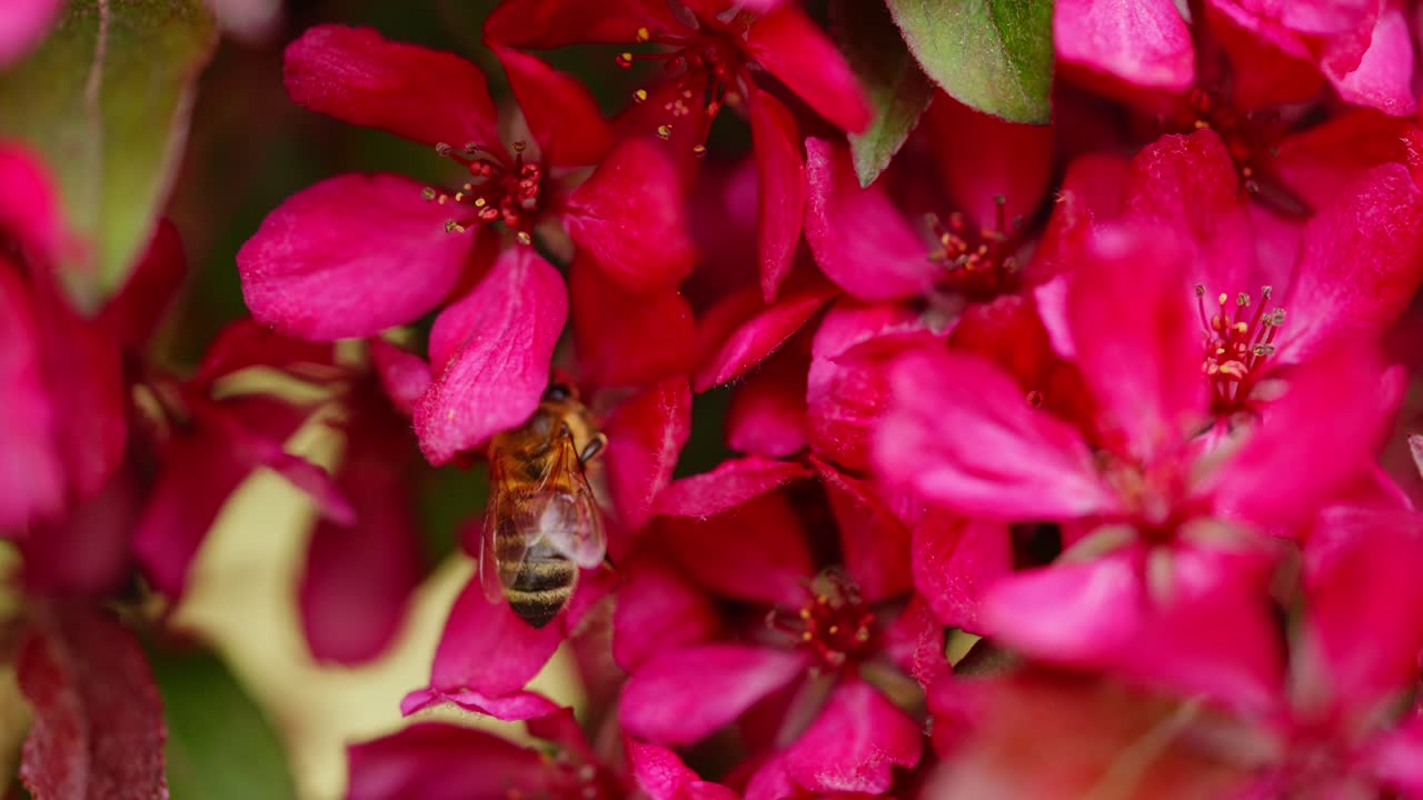 A honey bee with visible pollen sacs is actively pollinating on apple tree flower