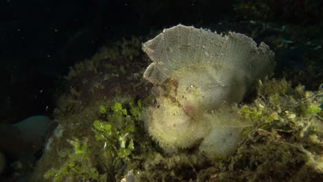 white leaf fish bouncing on fins