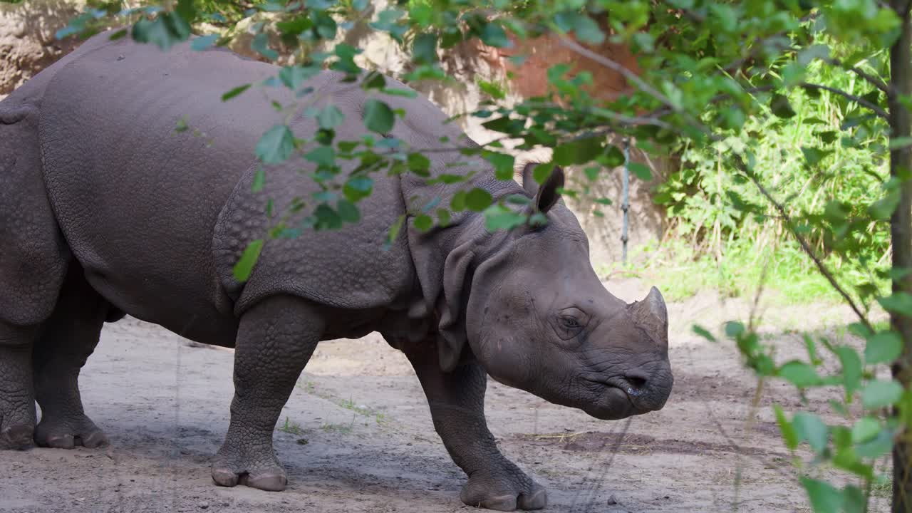 Un rinoceronte indiano cammina lentamente in un recinto esterno soleggiato allo zoo di Berlino