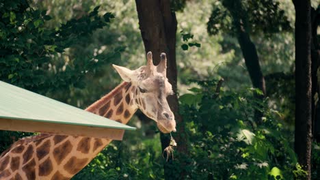 Face-close-up-of-African-Giraffe-eating-grass-at-Seoul-Grand-Park-Zoo,-South-Korea