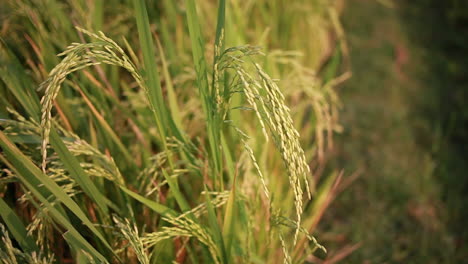 organic rice farming in india