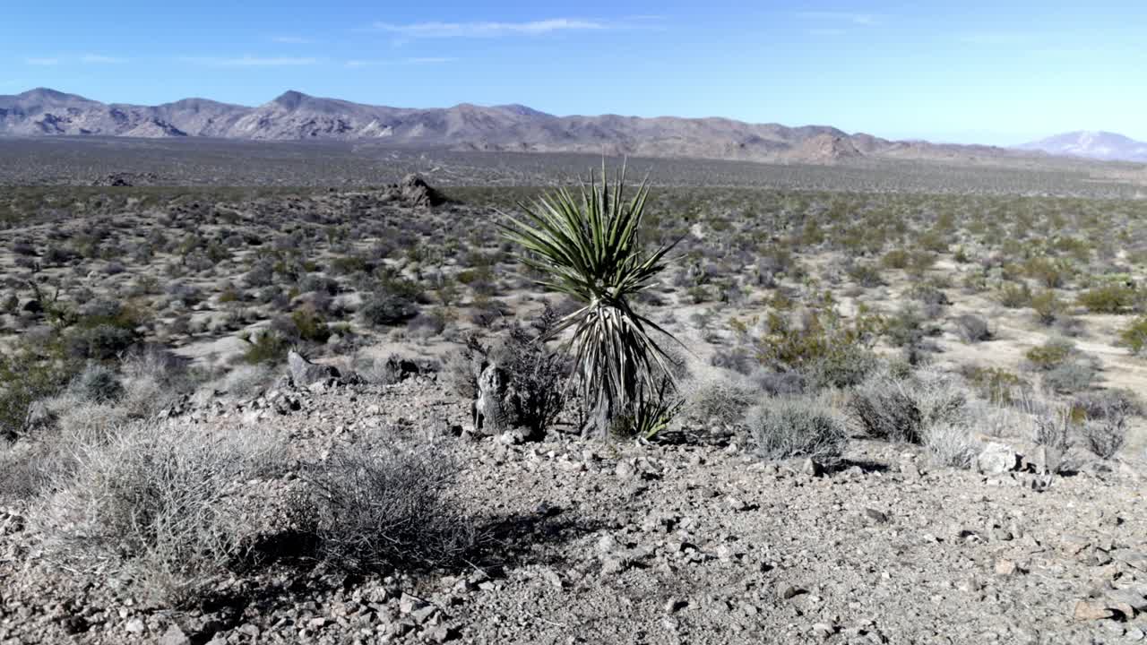 joven árbol de josué en el parque nacional de joshua tree en california con video de gimbal caminando hacia adelante